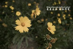 男人五十一枝花,探寻男人五十岁后的魅力绽放